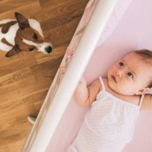 preparare il tuo animale domestico all'arrivo di un bebè