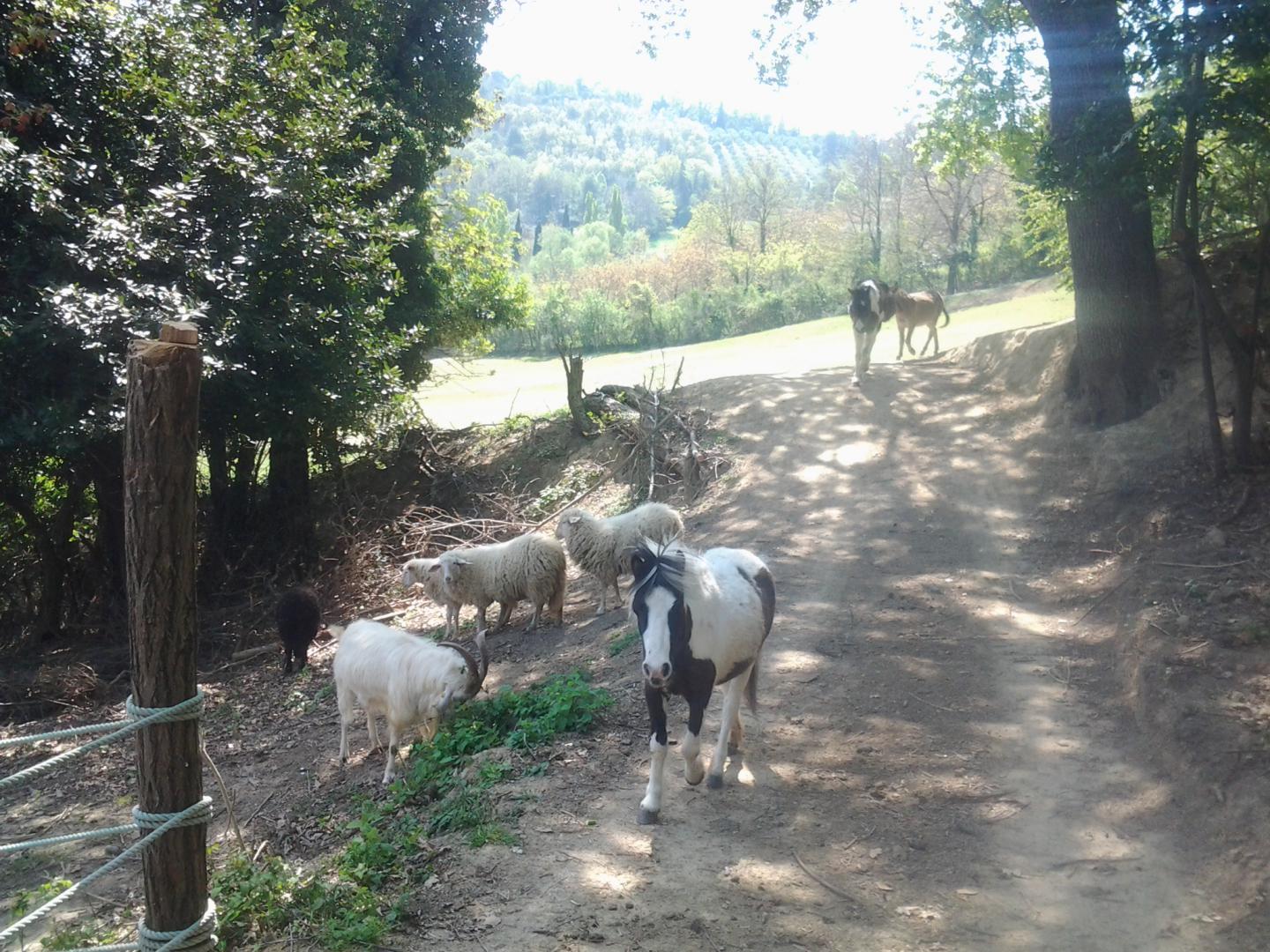 Fattoria Linfa Pesaro